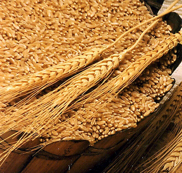 Пшеницы Масло Где Купить