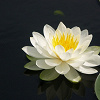 Lily_G