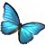Blue_Morpho