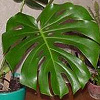 Monstera