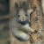 squirreli