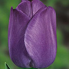 Vampi