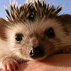 funny_hedgehog