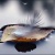 wind2