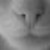 tishina_dogdya