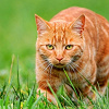 AuntCat