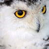 Forest_Owl