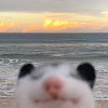 c0caine.cat
