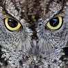 TheSleeping_Owl