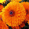 Calendula