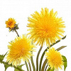 Flore