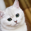 kitten2016