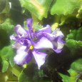 Отдается в дар Фиалка (сенполия) бело-фиолетовая, взрослое растение.
