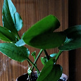 Отдается в дар Домашние растения: дримиопсис, плектрантус (мята), толстянка, зелёная традесканция