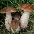 Отдается в дар Постный дар — грибы