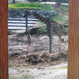 Отдается в дар цветное фото из зоопарка жираф с жирафенком