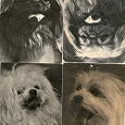 Отдается в дар Четыре открытки с собаками (1969 года)