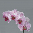 Отдается в дар Орхидея Фаленопсис(phalaenopsis).