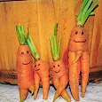 Отдается в дар Морковь и свекла не кондиция