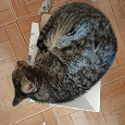 Отдается в дар Ласковая кошка