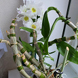 Отдается в дар Отростки орхидеи