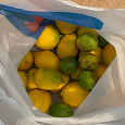 Отдается в дар лимон/лайм для кулинарных экспериментов
