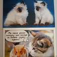 Отдается в дар Коллекционные открытки с котятами