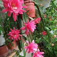 Отдается в дар Укорененный отросток. Эпифтллум розовый, красивое комнатное растение.