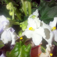 Отдается в дар Фиалка (сенполия) белая, взрослое растение.
