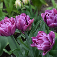Отдается в дар Тюльпаны сортовые, махровые, фиолетово-сиреневые.