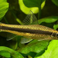 Отдается в дар Аквариумная рыбка «Кроссохейлус» (Сиамский водорослеед)