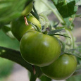 Отдается в дар зеленые помидоры