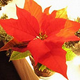 Отдается в дар Пуансеттия прекрасная — цветок с ярко-красными листьями