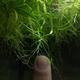 Отдается в дар Водное растение Echinodorus tenellus для аквариума