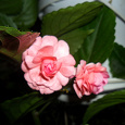 Отдается в дар Укорененный черенок розового махрового бальзамина