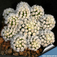 Отдается в дар детки кактуса Mammillaria vetula ssp gracilis 'Arizona Snowcap'