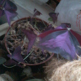Отдается в дар Кислица с фиолетовыми листочками