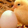 Отдается в дар Яйца куриные.