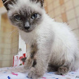 Отдается в дар Снупи — выброшеный из окна тайский котенок
