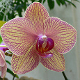 Отдается в дар 2 комнатные орхидеи Фаленопсис.