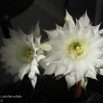 Отдается в дар Семена кактуса Echinopsis