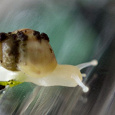 Отдается в дар улитки Achatina fulica albino body «White Jade»