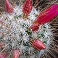 Отдается в дар Малыши кактуса Mammillaria leptacantha