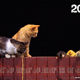Отдается в дар карманные календарики на 2011 г. для коллекционеров