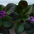 Отдается в дар Фиалки с фиолетовыми цветками на Пражской