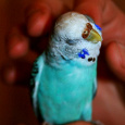 Отдается в дар Волнистый попугай, девочка, голубого цвета.