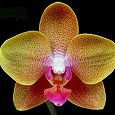 Отдается в дар Две орхидеи — фленопсис