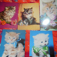 Отдается в дар открытки кошки