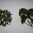 Отдается в дар Японский зеленый чай ранний Миязаки Банча.