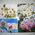 Отдается в дар открытки (картинки)-ромашки, орхидеи.